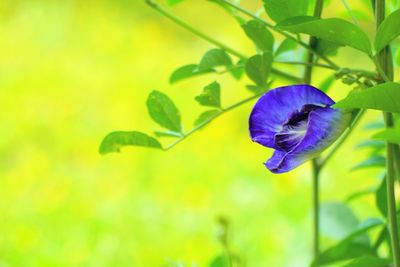 Close-up of purple flower