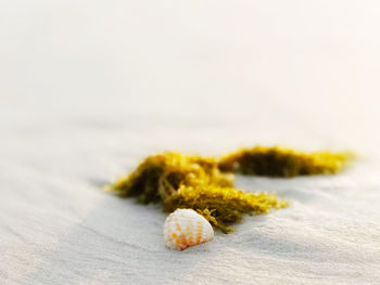 Close-up of food on table against white background