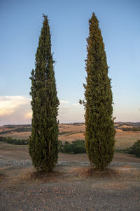 Trees on field against clear sky