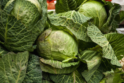 The most beautiful kale on the market 