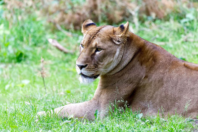 Close-up of a cat on field