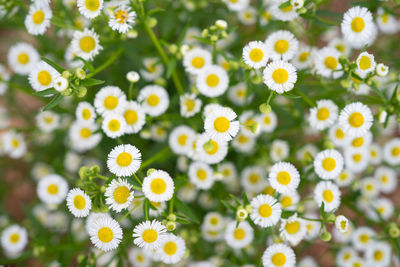 Close-up of yellow flowering plants