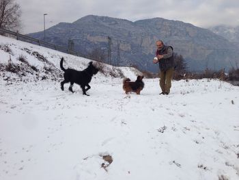 Dogs on snow covered land