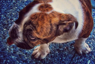 Close-up of dog relaxing on floor