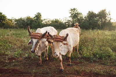 Horses standing in a field