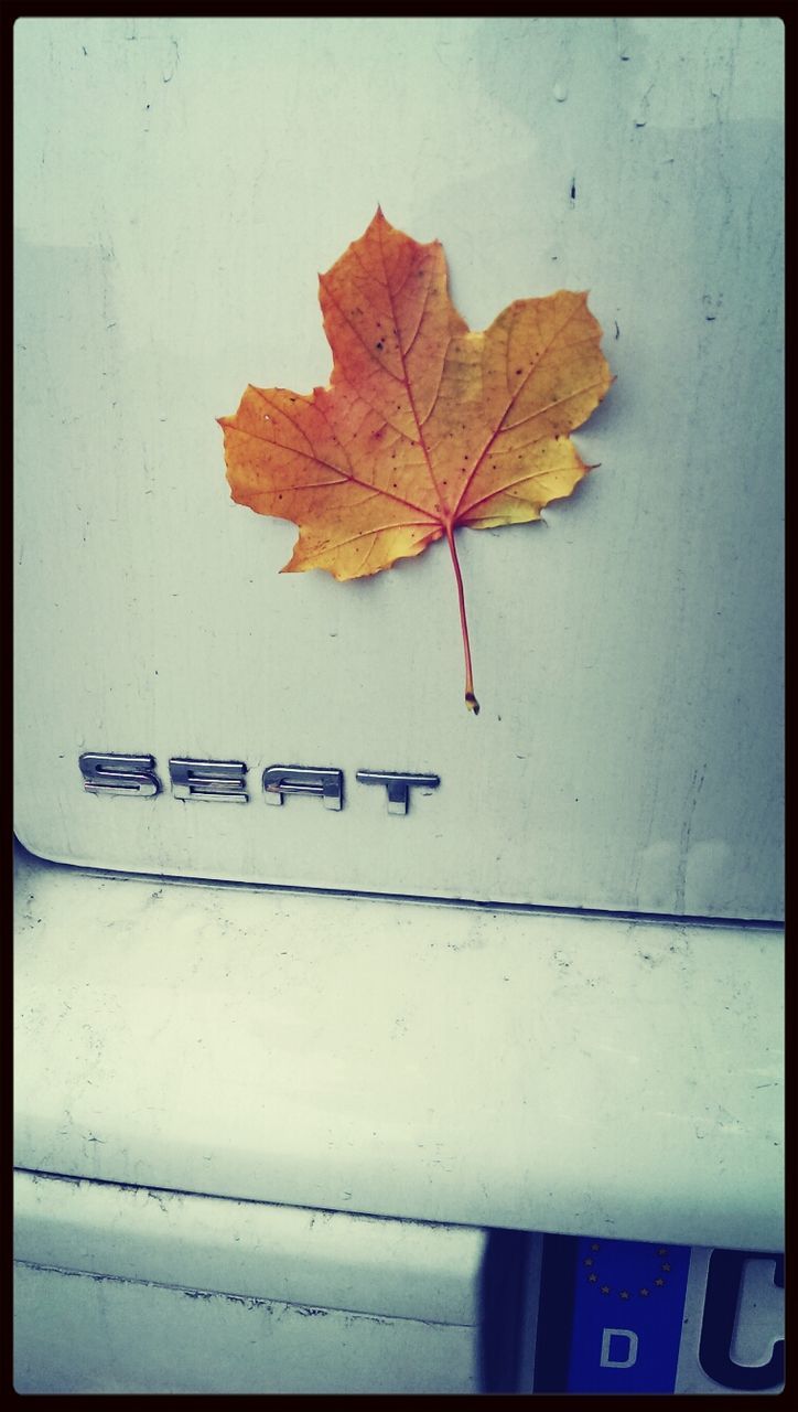 close-up, leaf, wall - building feature, text, auto post production filter, communication, transfer print, wall, season, no people, dry, western script, autumn, day, outdoors, paper, high angle view, damaged, paint, textured