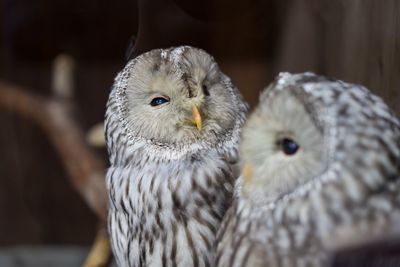 Close-up of owl perching