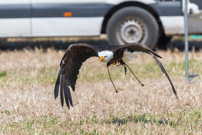 Close-up of a bird flying low over grassy land