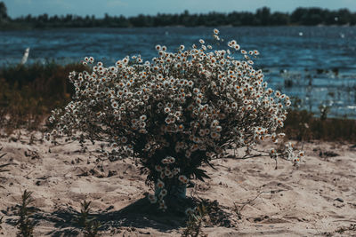 Bouquet of daisies. flowers by the river.