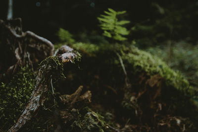 Close-up of mushroom growing on field