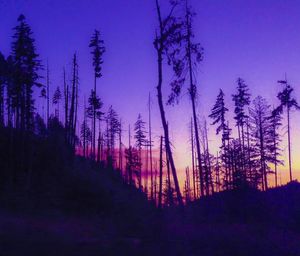 Silhouette of trees at sunset