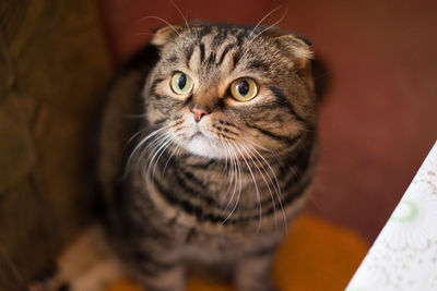 Close-up portrait of a cat