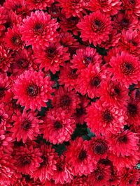 Full frame shot of red flowering plants
