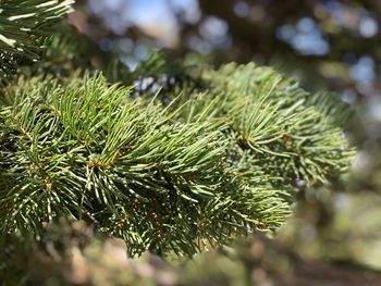 Close-up of pine tree