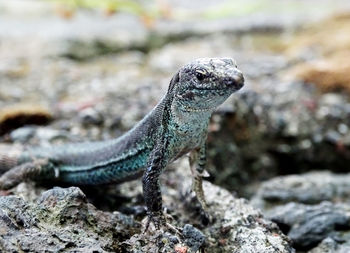 Close-up of lizard on rock