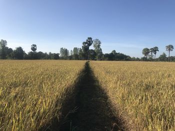 Scenic view of field against clear sky