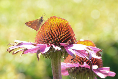 Close-up of butterfly on purple flower