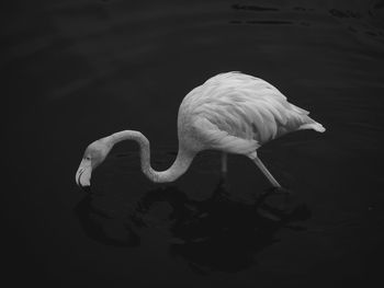 animal themes