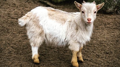 Portrait of sheep standing on field