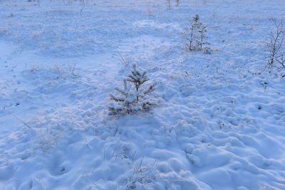 Winter beautiful view of marsh trees under clean snow