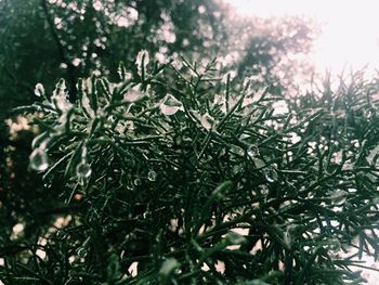 Close-up of pine tree