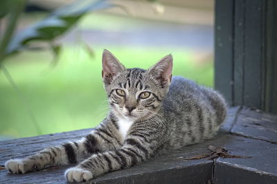 Close-up portrait of cat