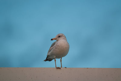 Close-up of seagull perching on a wall