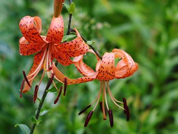 Close-up of red flowering plant