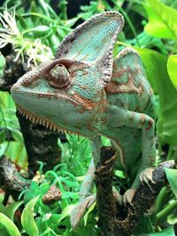 Close-up of lizard on tree