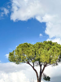 Low angle view of tree against sky