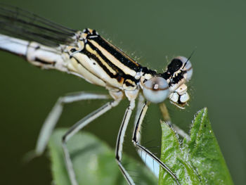 Close-up of damselfly on leaf