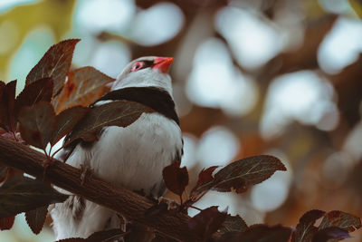 Close-up of bird perching on branch