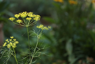 Close-up of yellow flowering plant