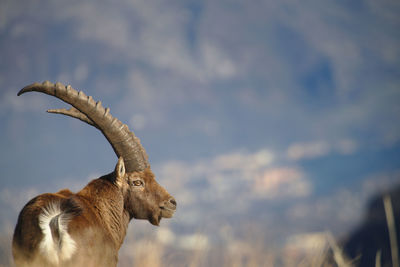 View of deer on field against sky