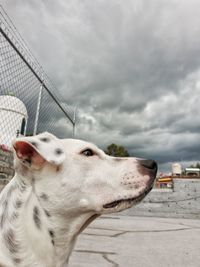 Close-up of a dog