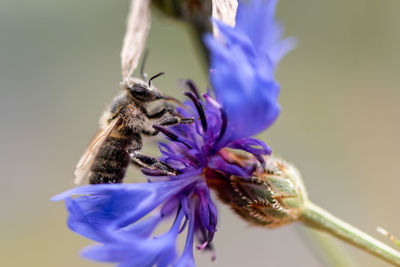 Close-up of butterfly pollinating on purple flower