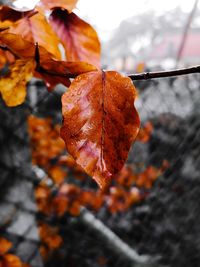 Close-up of dry maple leaves