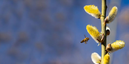 Close-up of bee pollinating flower