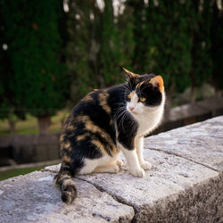 Portrait of cat sitting on retaining wall