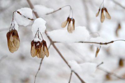 Close-up of dry leaves on branch during winter