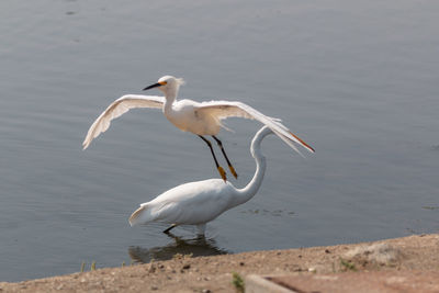 Egrets/birds on a lake