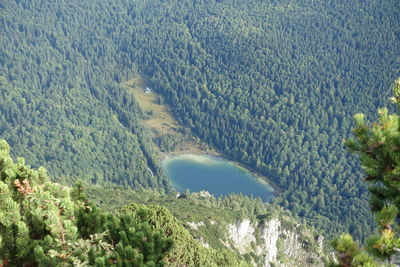 High angle view of trees on land