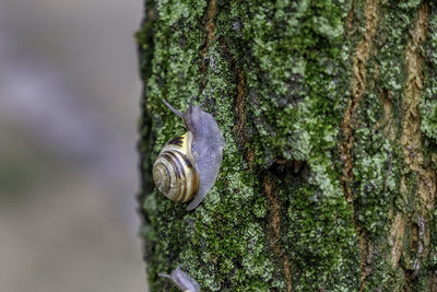 Close-up of snail on tree trunk