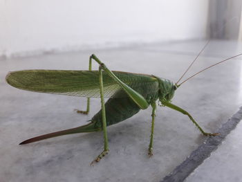 Close-up of grasshopper