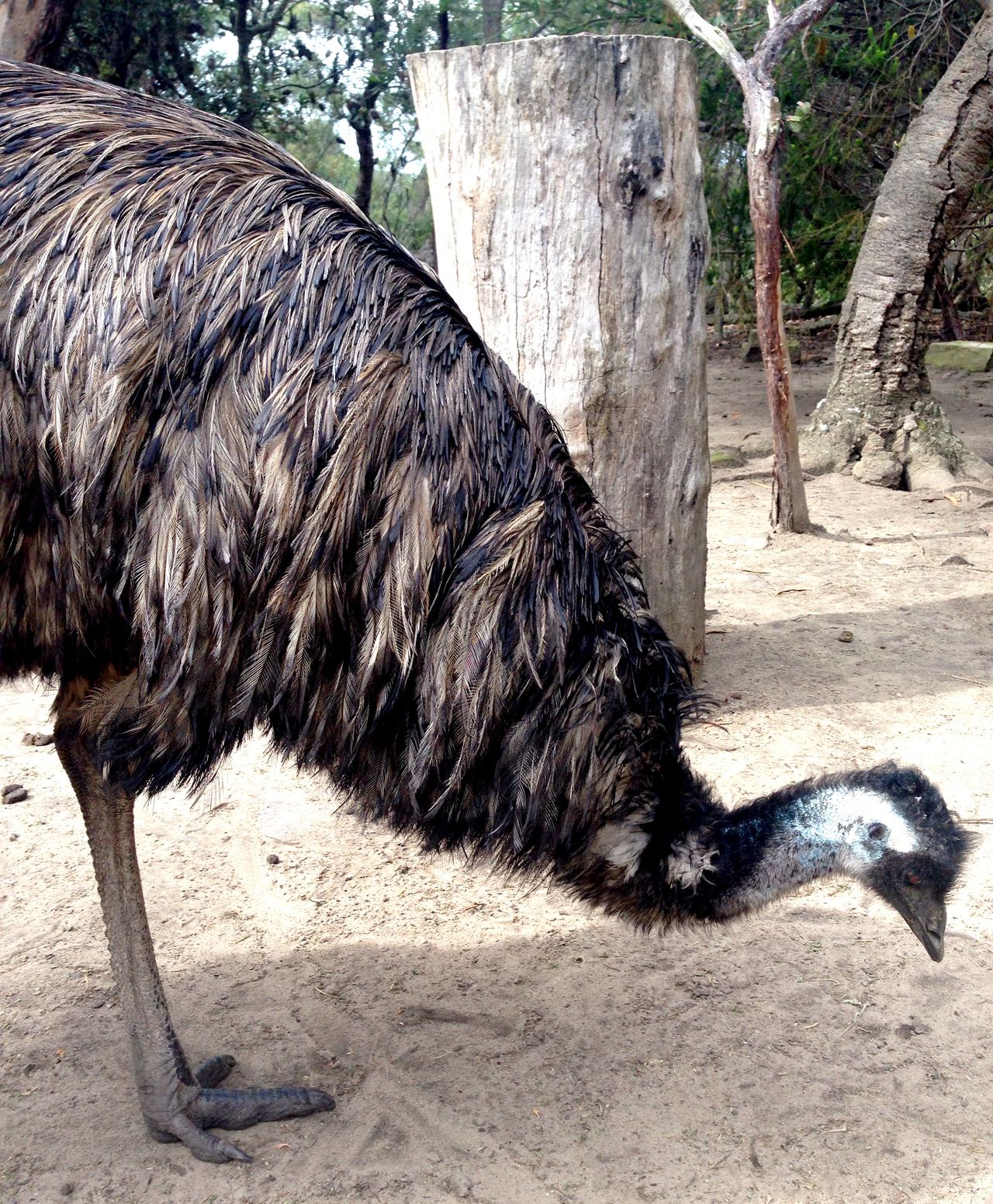 Australian Walkabout Wildlife Park