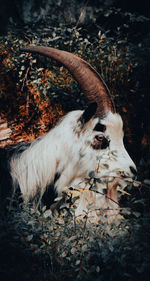 View of horse on field