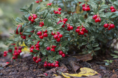 Close-up vaccinium vitis idaea koralle in garden