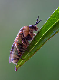 Close-up of insect on leaf