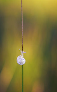 Close-up of snail on twig