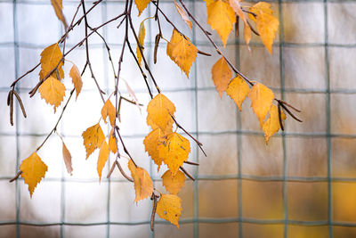 Close-up of yellow maple leaves on tree